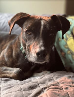 Jane Challis Catahoula Leopard Dog Dog