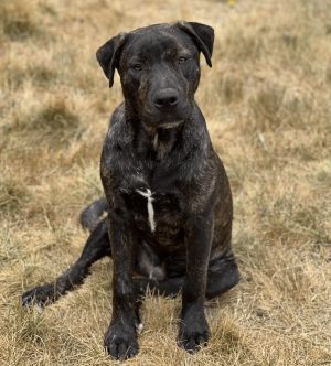 Meet Joel Miller a handsome pitbull mix with a heart as big as his smile Joel is crate trained and