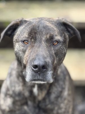 Meet Joel Miller Joel Miller is a handsome pitbull mix with a smile as big as his heart This well-