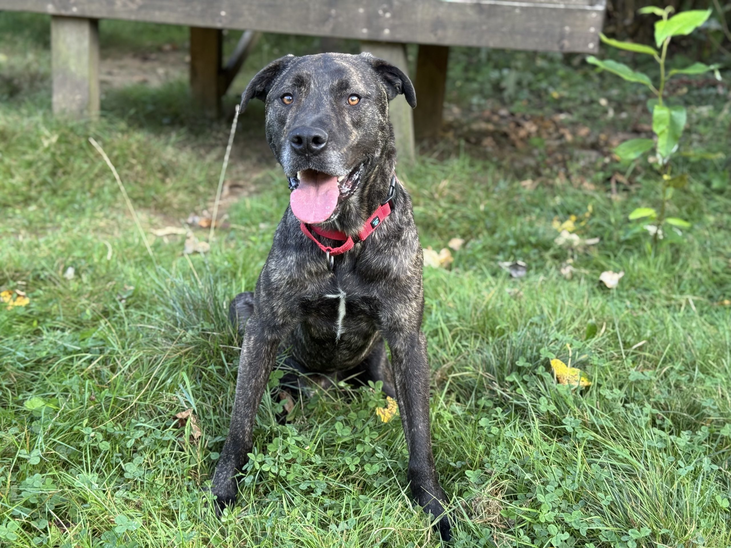 Joel Miller, an adoptable Terrier, Pit Bull Terrier in Redmond, WA, 98052 | Photo Image 1