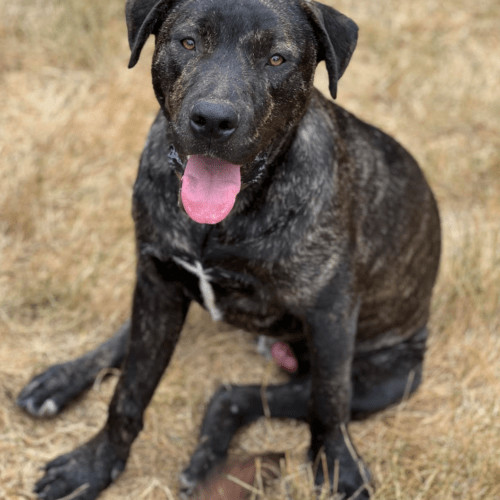 Joel Miller, an adoptable Terrier, Pit Bull Terrier in Redmond, WA, 98052 | Photo Image 4