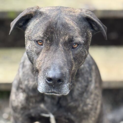 Joel Miller, an adoptable Terrier, Pit Bull Terrier in Redmond, WA, 98052 | Photo Image 5