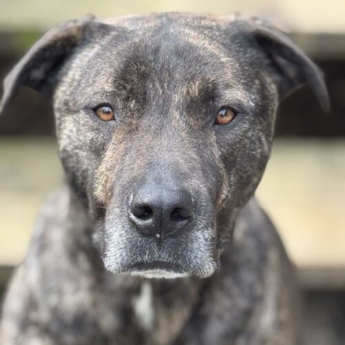 Joel Miller, an adoptable Terrier, Pit Bull Terrier in Redmond, WA, 98052 | Photo Image 6