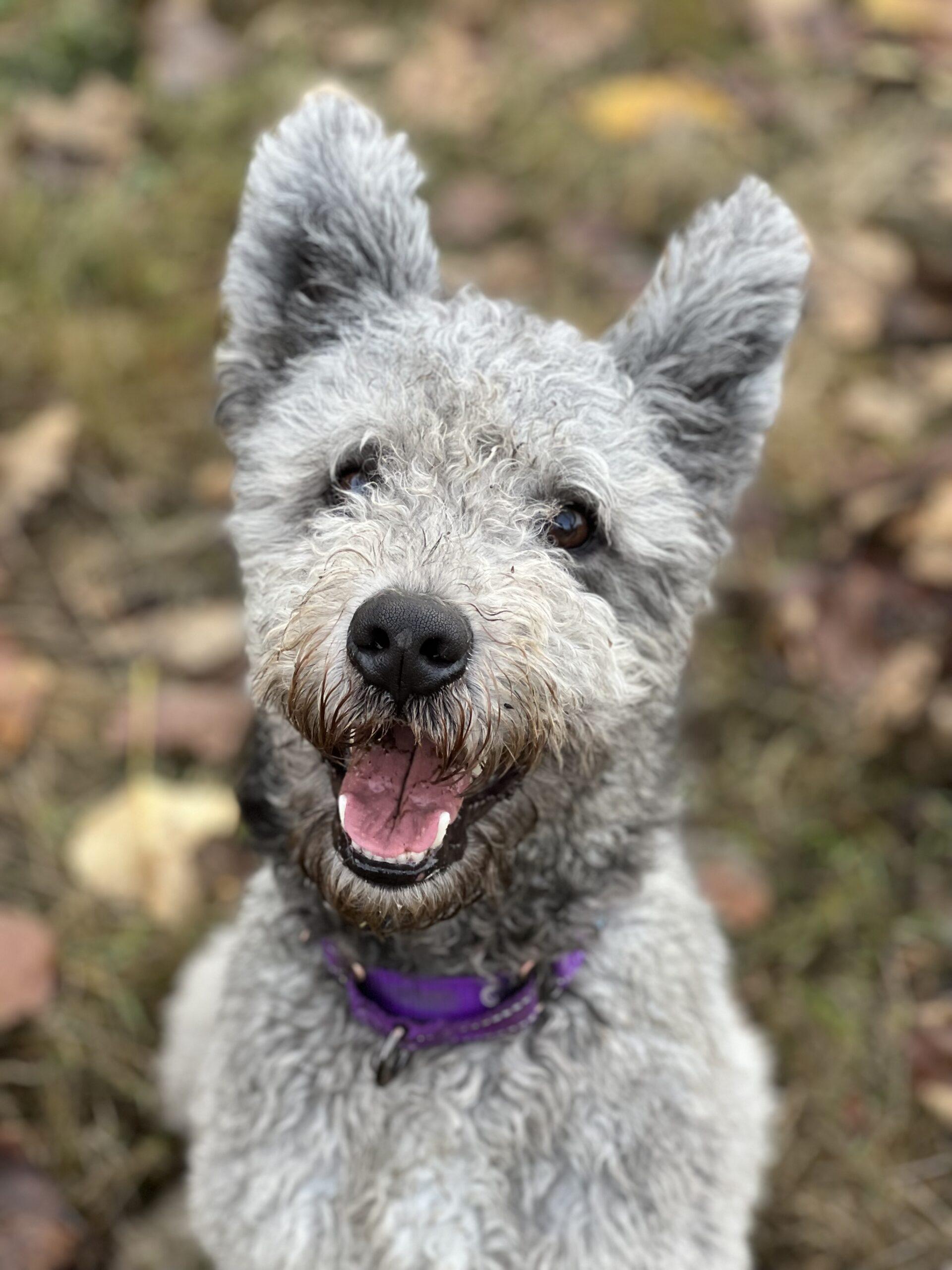 Niall Horan, an adoptable Pumi in Redmond, WA, 98052 | Photo Image 1