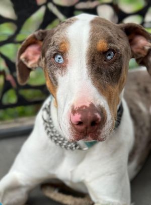 Meet Clint Barton Clint Barton is an extraordinary dog with a heart full of love and loyalty This 