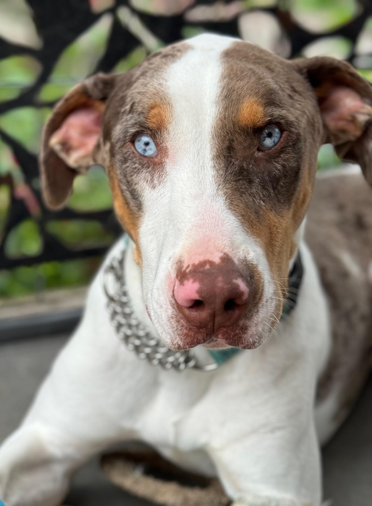Clint Barton, an adoptable Catahoula Leopard Dog in Redmond, WA, 98052 | Photo Image 1