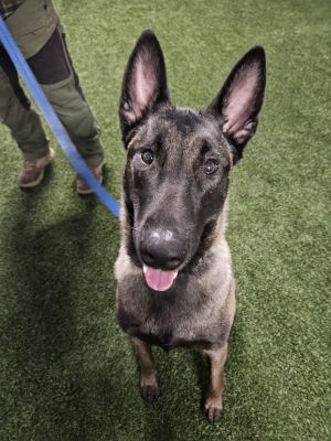 Meet Frank Iero the intelligent and loyal 1-year-old Belgian Malinois with a he