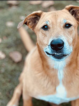 Ryan Reynolds Labrador Retriever Dog