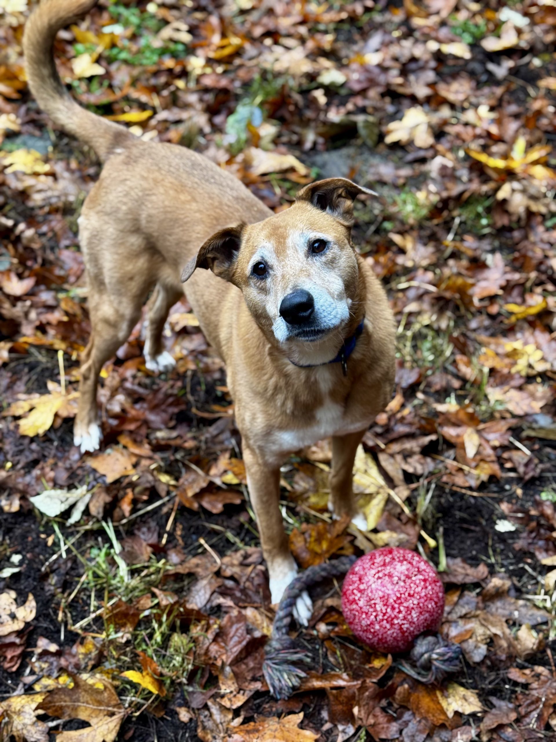 Ryan Reynolds, an adoptable Labrador Retriever, Australian Shepherd in Redmond, WA, 98052 | Photo Image 1