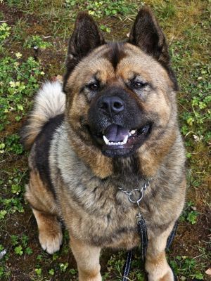 Jason Momoa Akita Dog