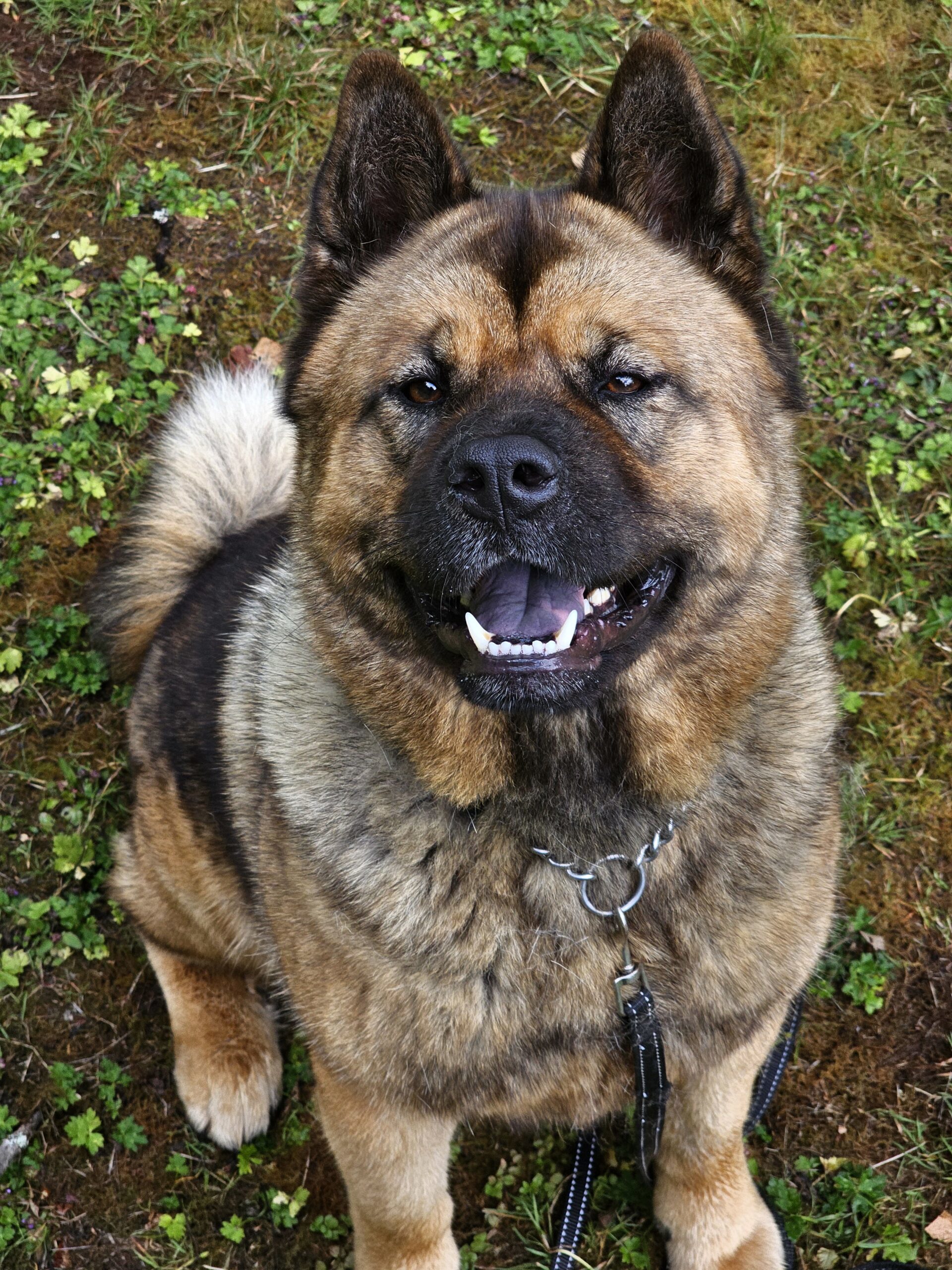 Jason Momoa, an adoptable Akita, Chow Chow in Redmond, WA, 98052 | Photo Image 1