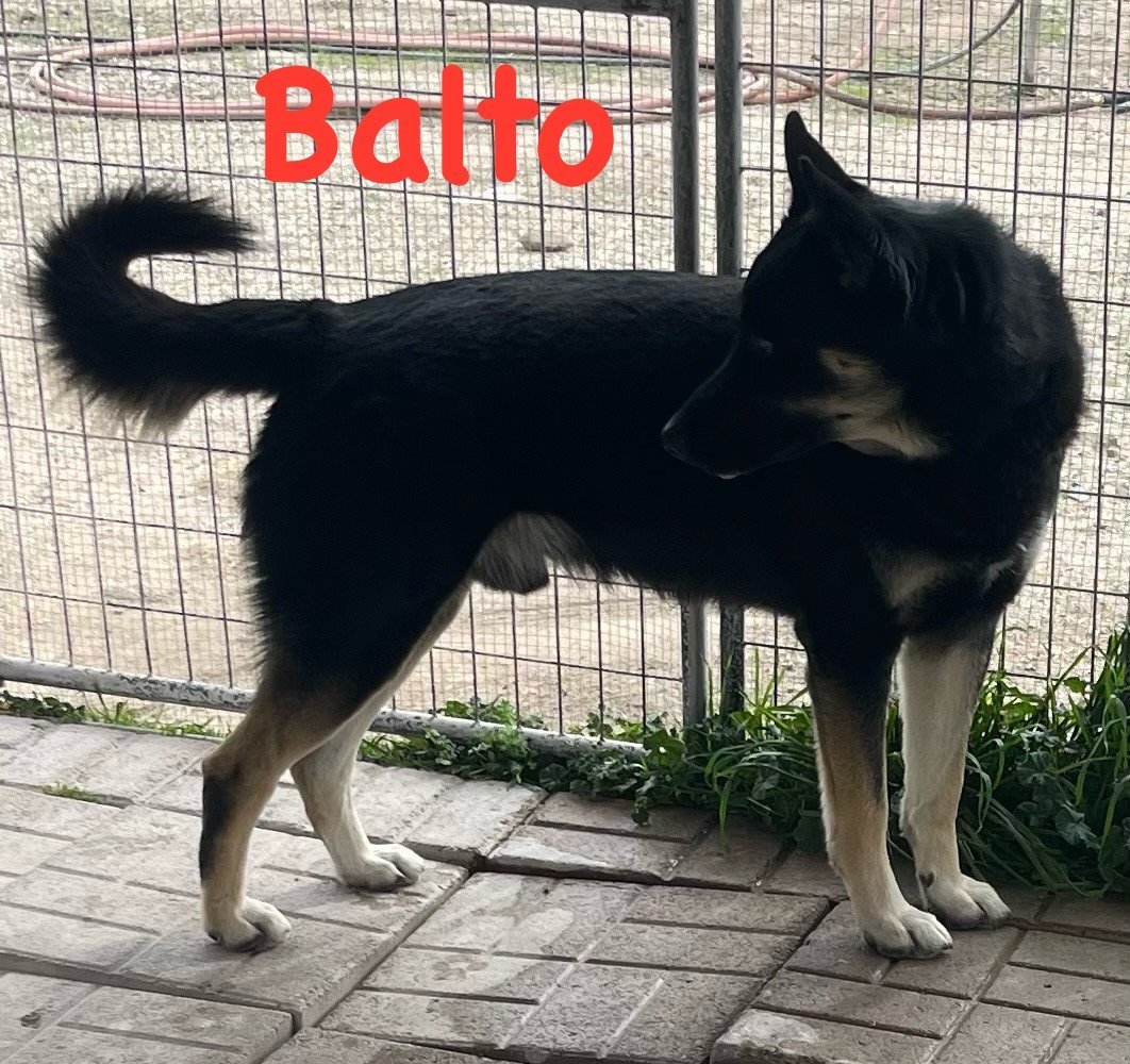 Balto, an adoptable Shepherd, Alaskan Malamute in Hamilton, MT, 59840 | Photo Image 1