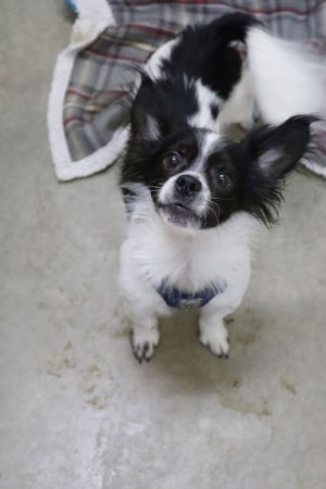 Petfinder papillon hot sale