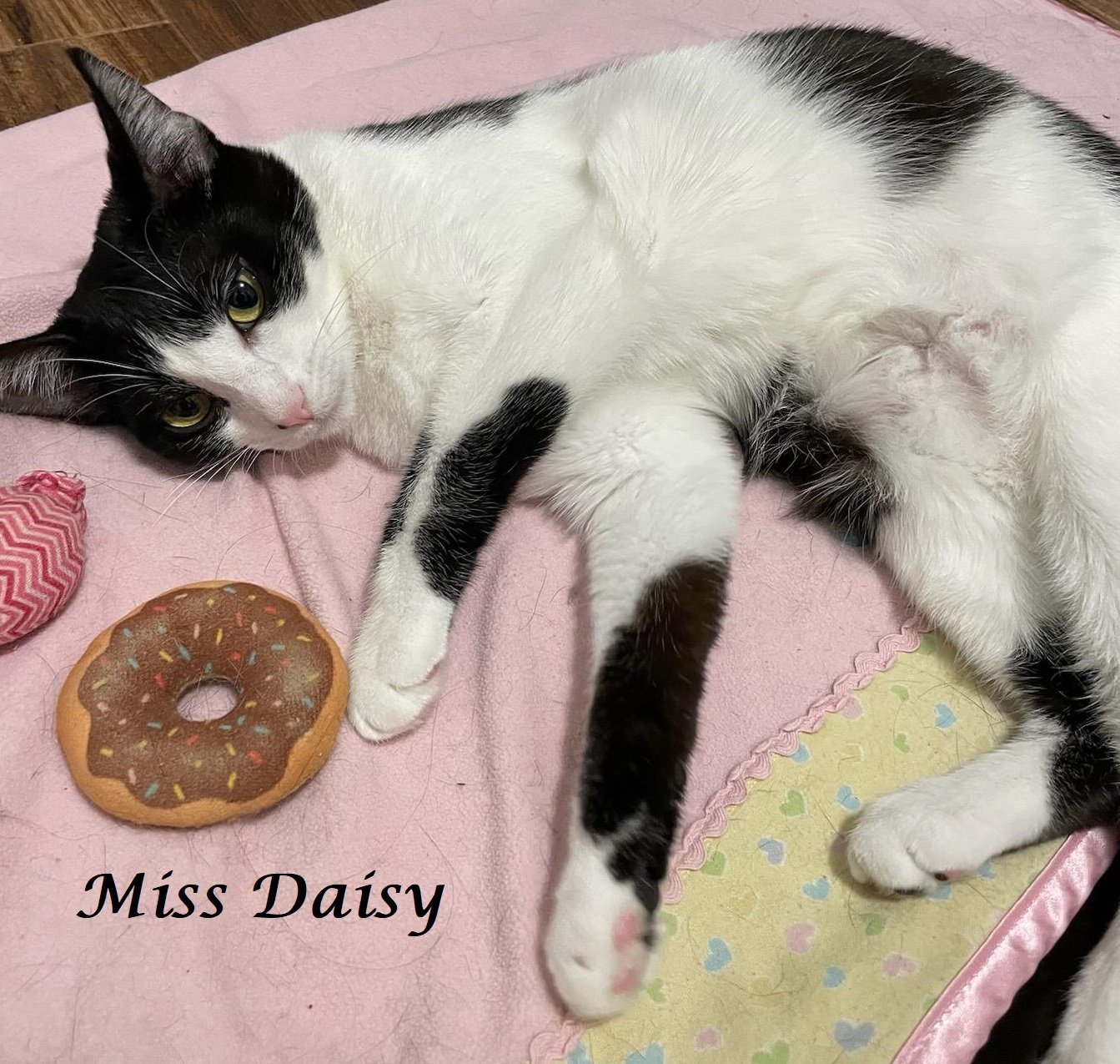 Miss Daisy at Martinez Pet Food Express March 23rd