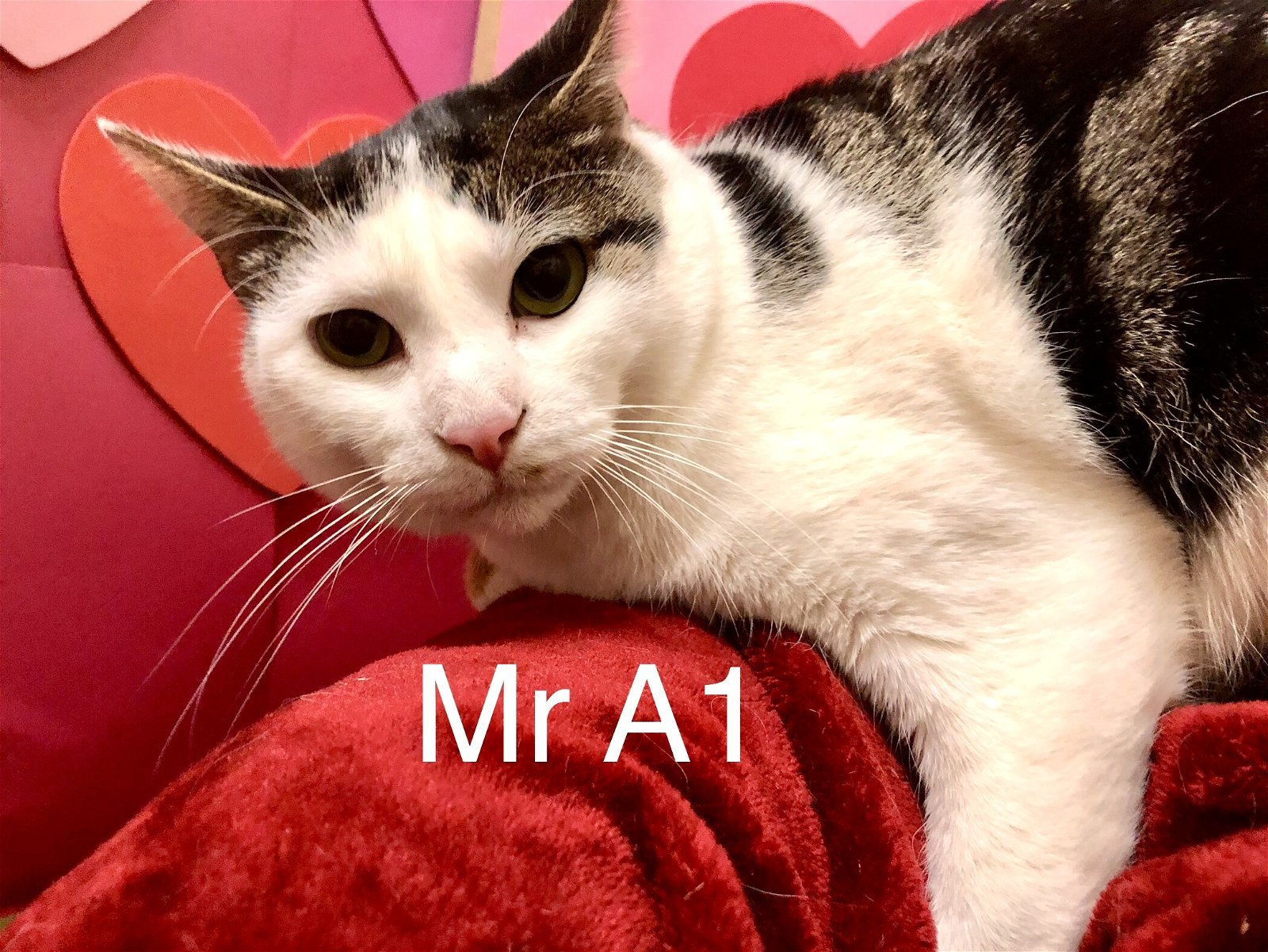 Mr A1 at Martinez Pet Food Express March 23rd