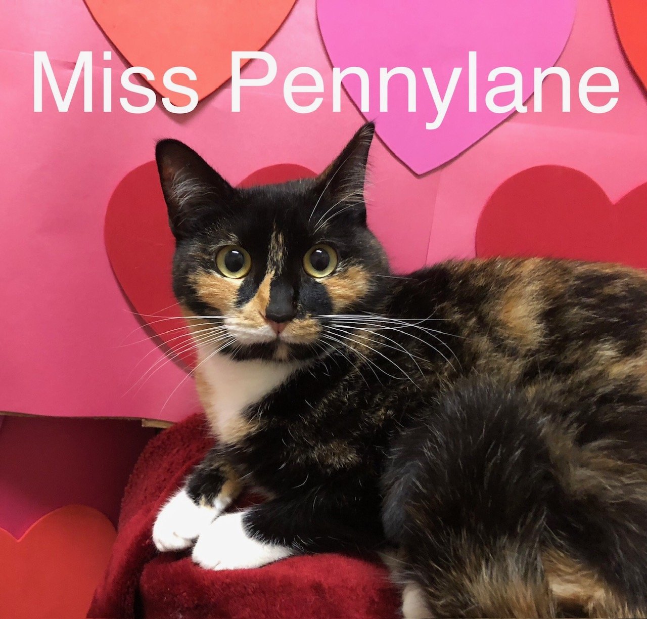 Miss Pennylane at Martinez PFE March 23rd