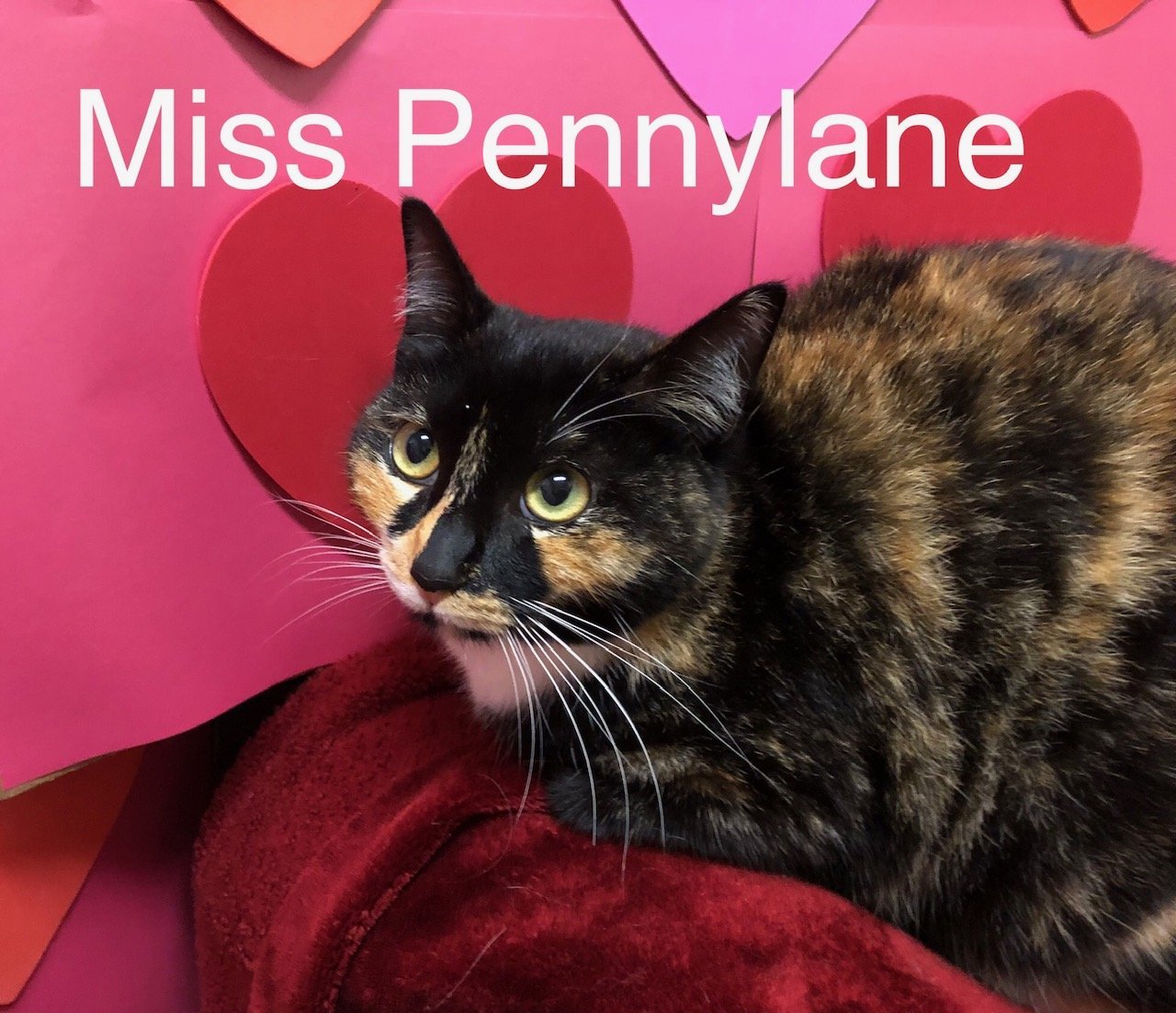 Miss Pennylane at Martinez PFE March 23rd