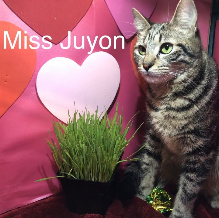 Miss Juyon at Martinez Pet Food Express April 27th 3