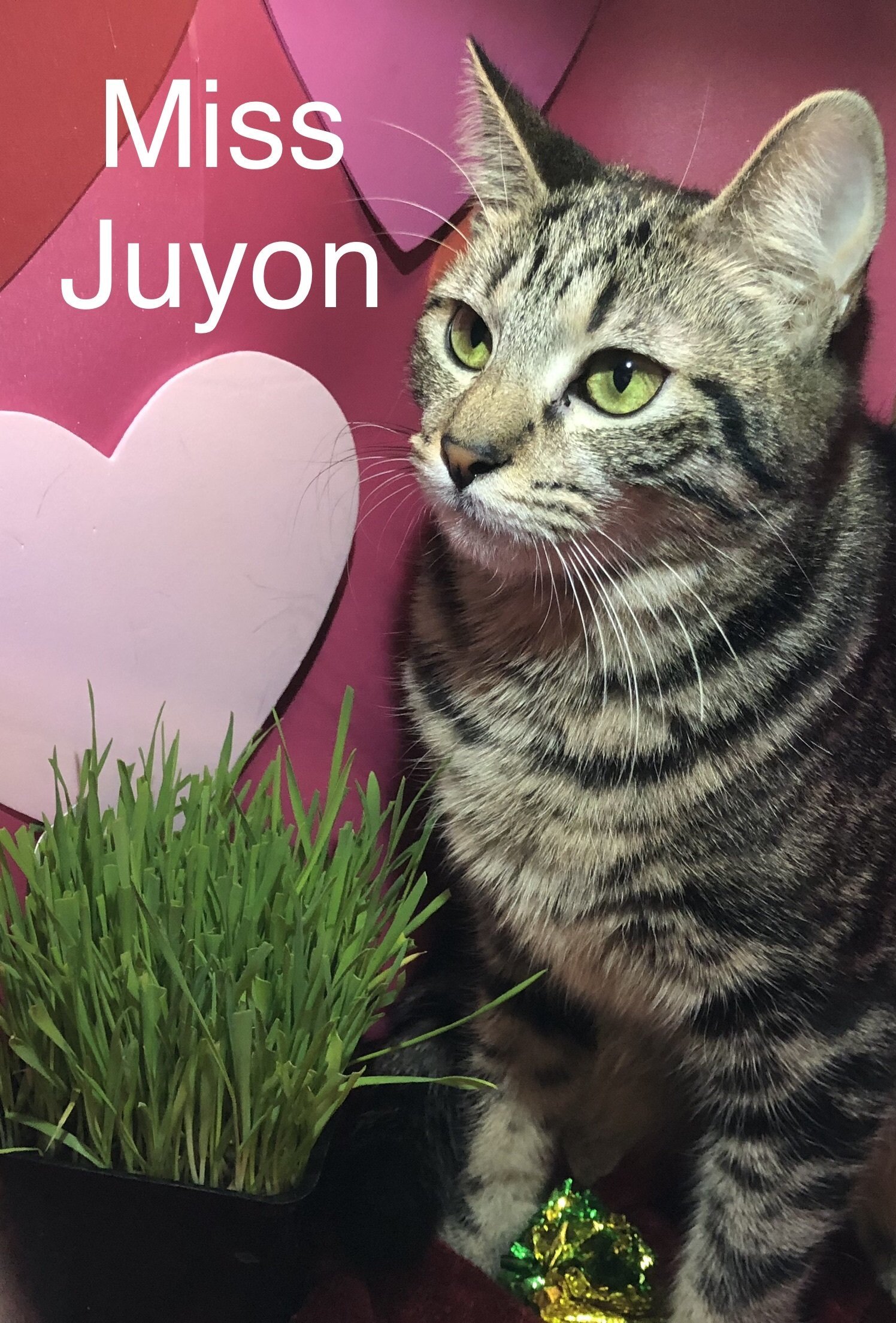 Miss Juyon at Martinez Pet Food Express March 23rd