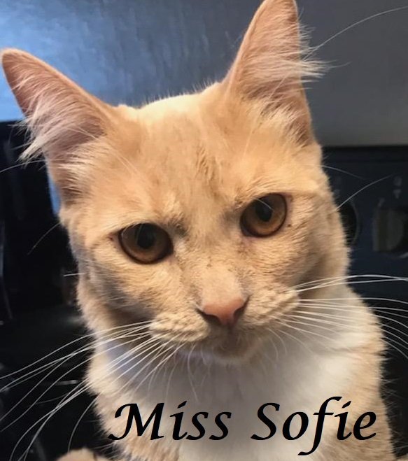 Miss Sofie at Martinez Pet Food Express March 23rd