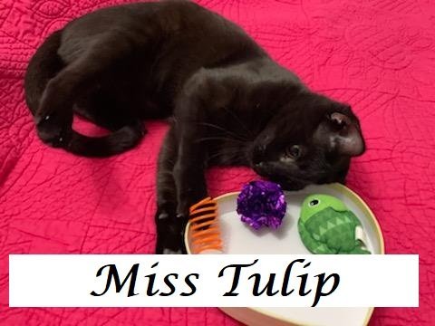 Miss Tulip at Martinez Pet Food Express April 27 2