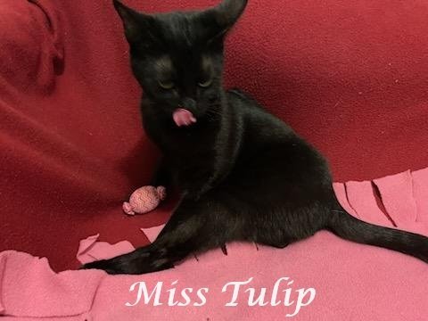 Miss Tulip at Martinez Pet Food Express March 23
