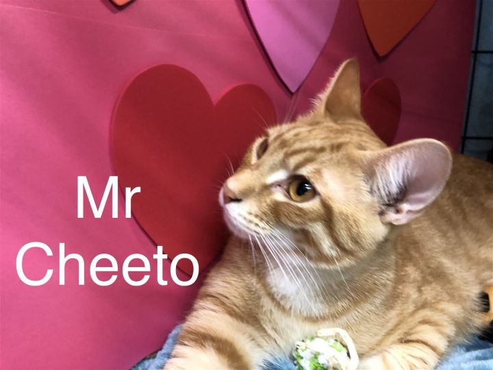 Mr Cheeto at Martinez Pet Food Express April 27th 3