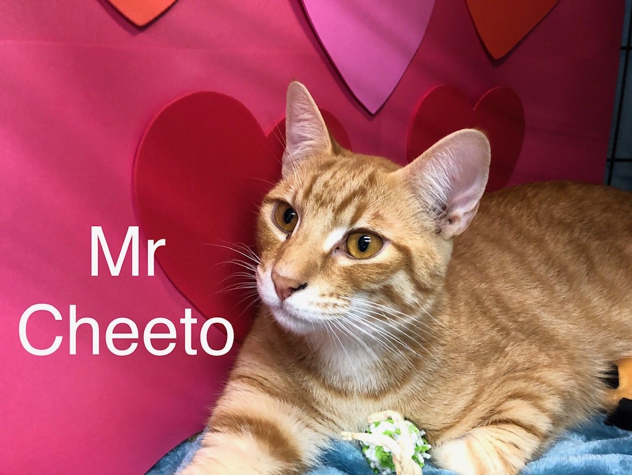 Mr Cheeto at Martinez Pet Food Express March 23rd