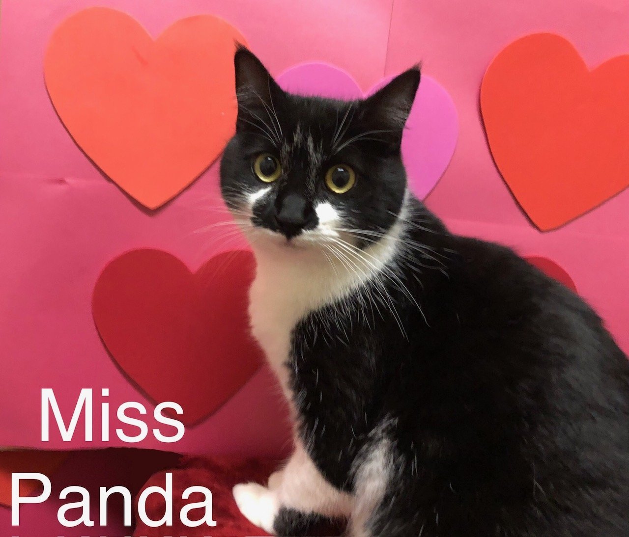 Miss Panda at Martinez Pet Food Express March 23