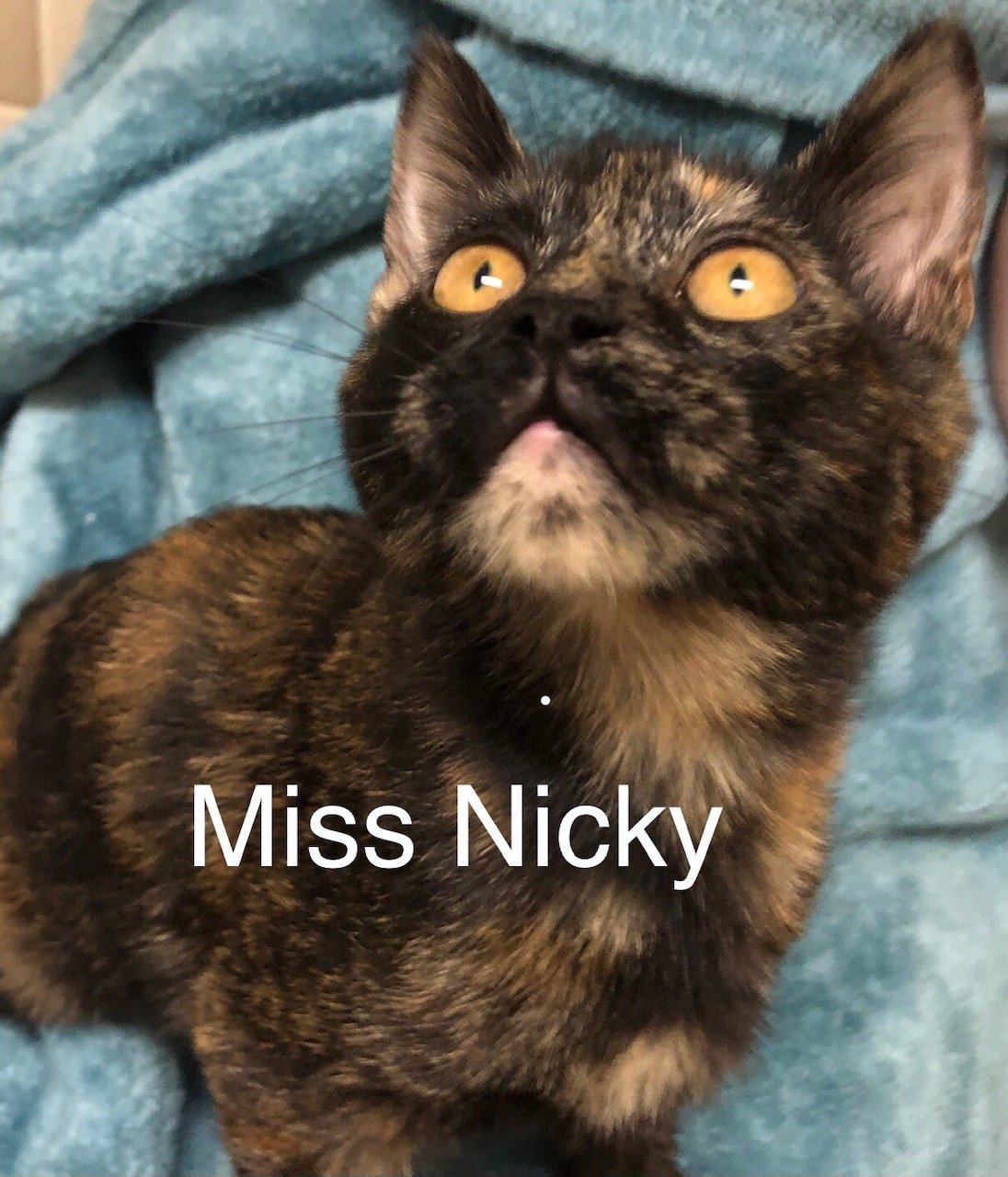 Miss Nicky at Martinez Pet Food Express March 23rd