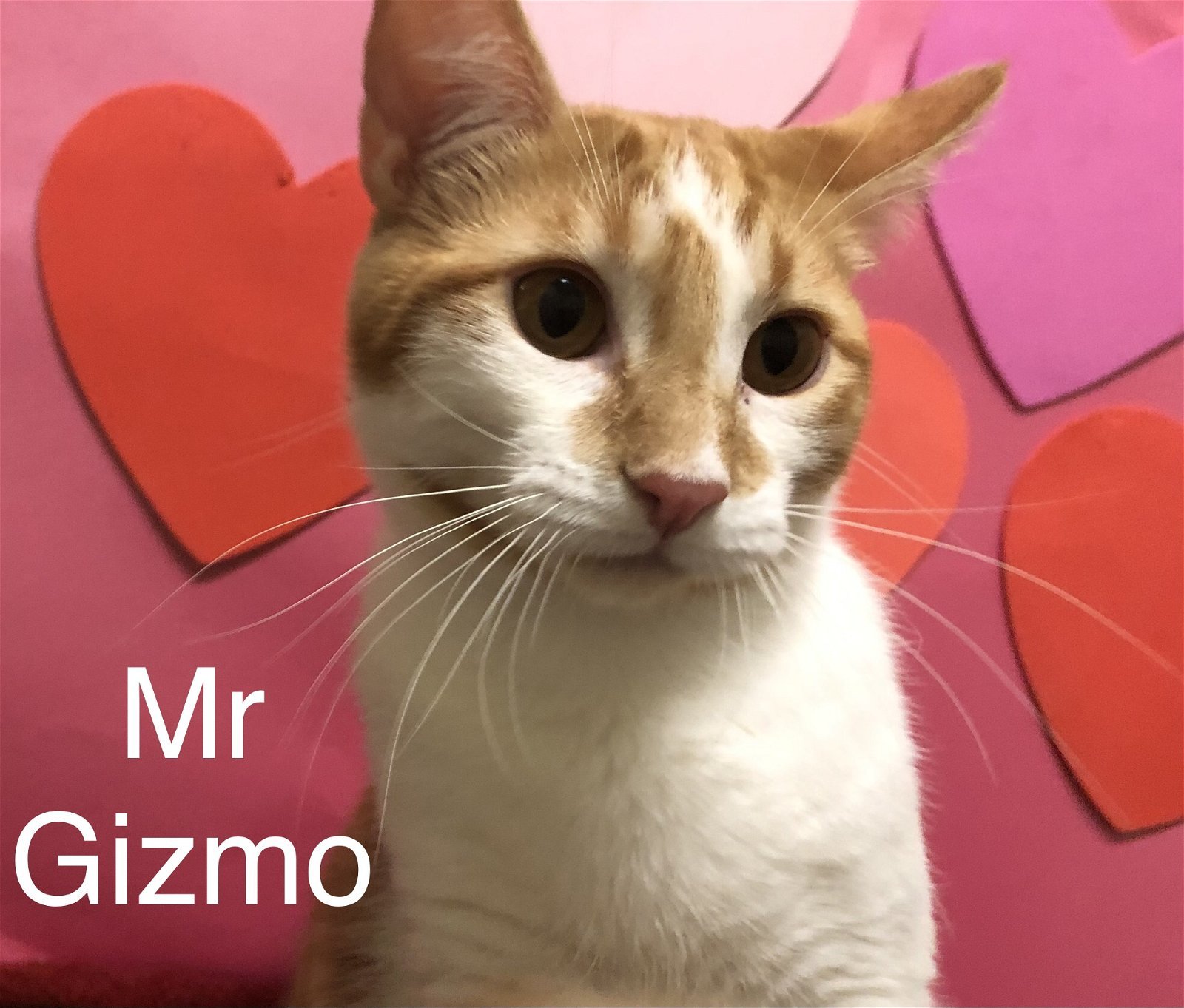 Mr Gizmo at Martinez Pet Food Express March 23rd