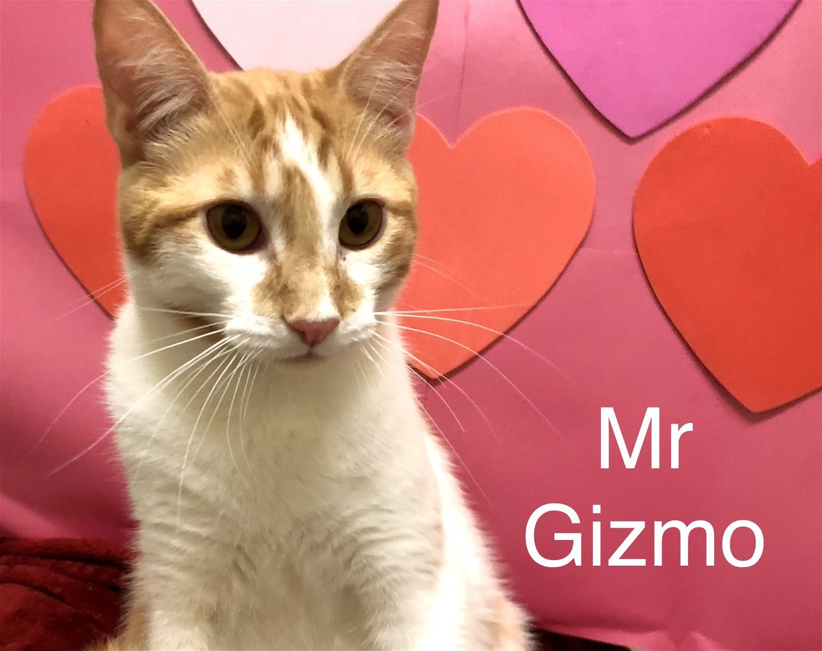 Mr Gizmo at Martinez Pet Food Express March 23rd