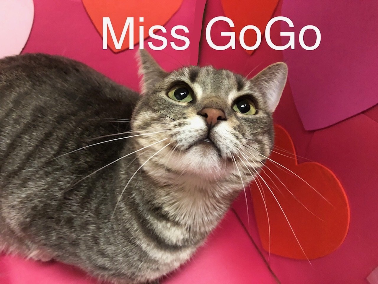 Miss GoGo at Martinez Pet Food Express March 23rd