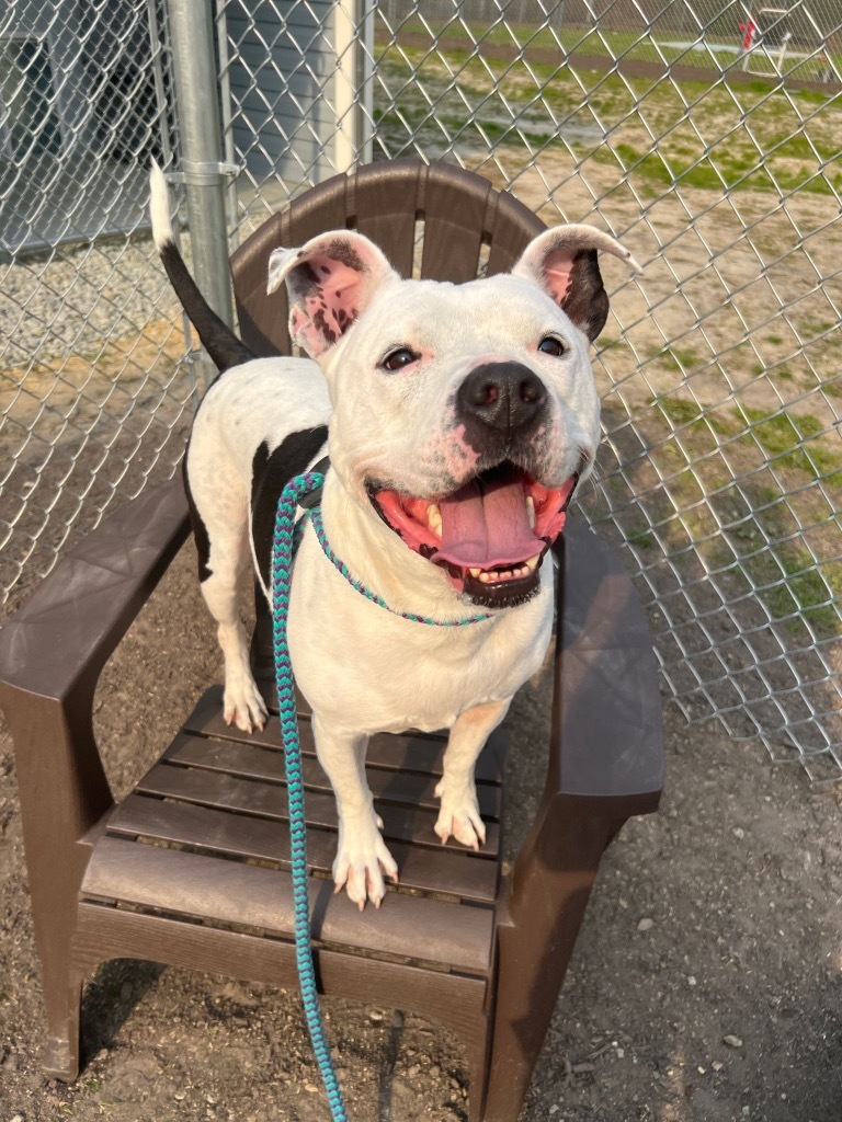 Bailey Grace, an adoptable American Staffordshire Terrier in New Bern, NC, 28563 | Photo Image 1