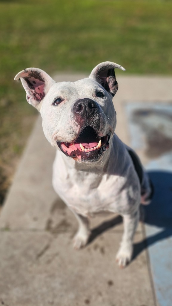 Bailey Grace, an adoptable American Staffordshire Terrier in New Bern, NC, 28563 | Photo Image 1