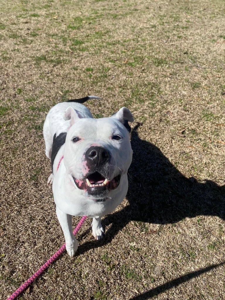 Bailey Grace, an adoptable American Staffordshire Terrier in New Bern, NC, 28563 | Photo Image 2