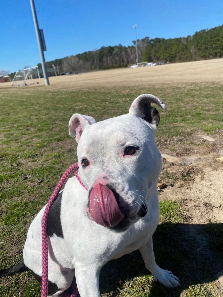 Bailey Grace, an adoptable American Staffordshire Terrier in New Bern, NC, 28563 | Photo Image 3