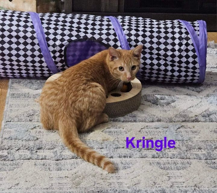 Kringle 3
