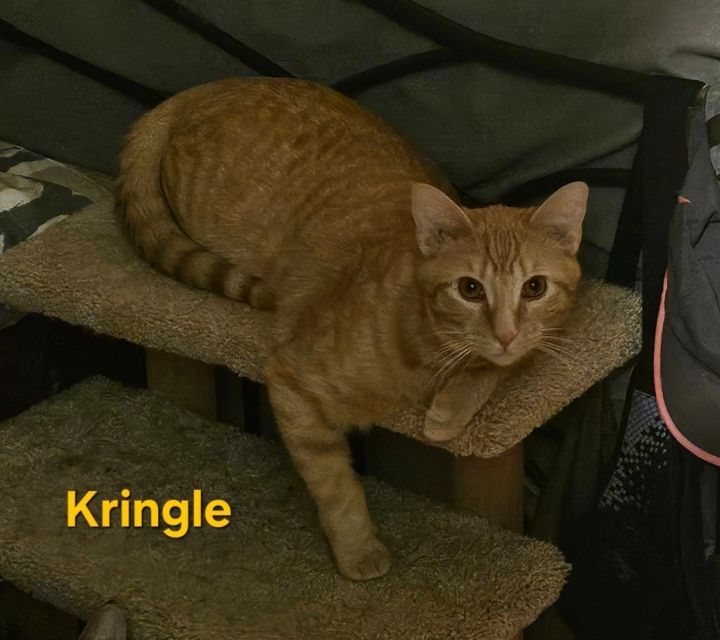 Kringle 6