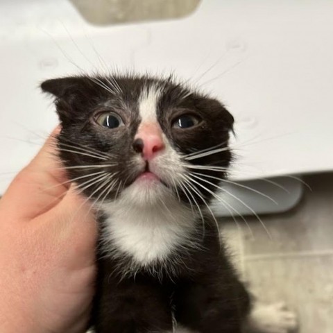 Papaya, an adoptable Domestic Short Hair in Milford, IA, 51351 | Photo Image 4