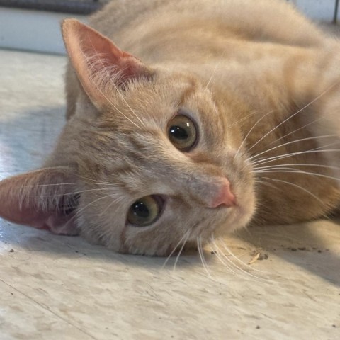 Shilo, an adoptable Domestic Short Hair in Milford, IA, 51351 | Photo Image 1