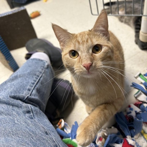 Shilo, an adoptable Domestic Short Hair in Milford, IA, 51351 | Photo Image 4