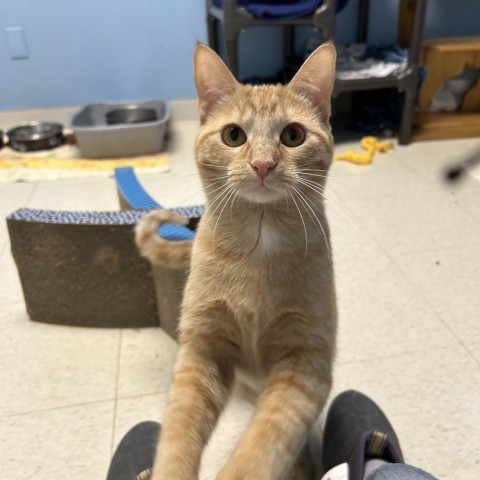 Shilo, an adoptable Domestic Short Hair in Milford, IA, 51351 | Photo Image 5