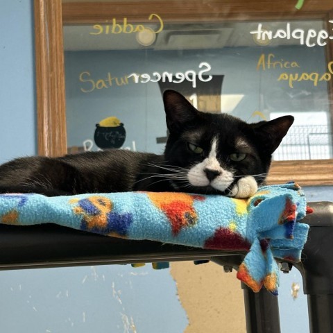 Eggplant, an adoptable Domestic Short Hair in Milford, IA, 51351 | Photo Image 1