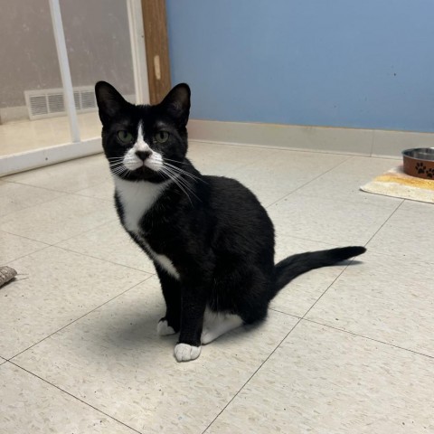 Eggplant, an adoptable Domestic Short Hair in Milford, IA, 51351 | Photo Image 2