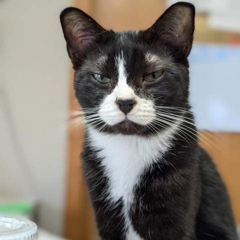 Eggplant, an adoptable Domestic Short Hair in Milford, IA, 51351 | Photo Image 2