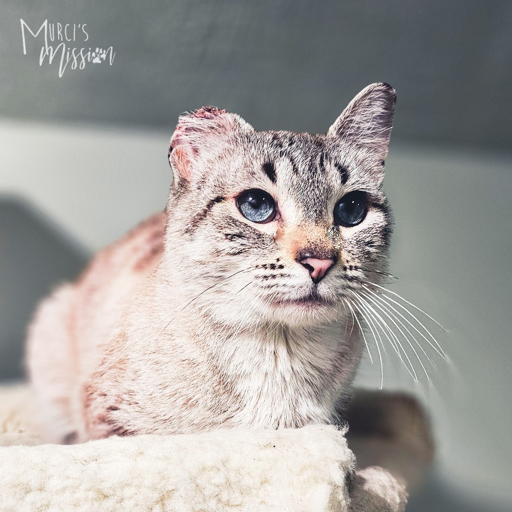 Scrunge, an adoptable Domestic Short Hair in Spokane , WA, 99209 | Photo Image 1