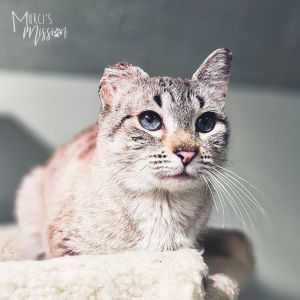 Scrunge is an adorably clapped out litte lynx point domestic shorthair mix that was transferred to t