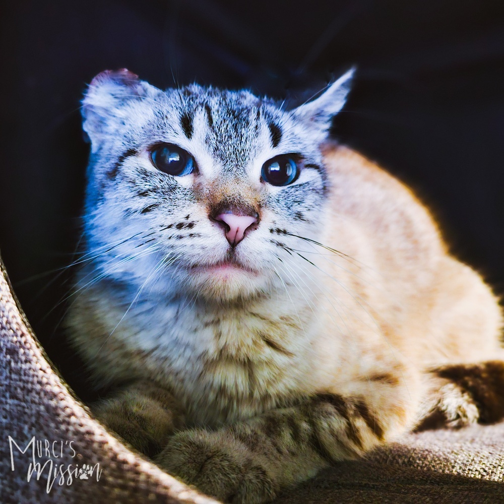 Scrunge, an adoptable Domestic Short Hair in Spokane , WA, 99209 | Photo Image 2