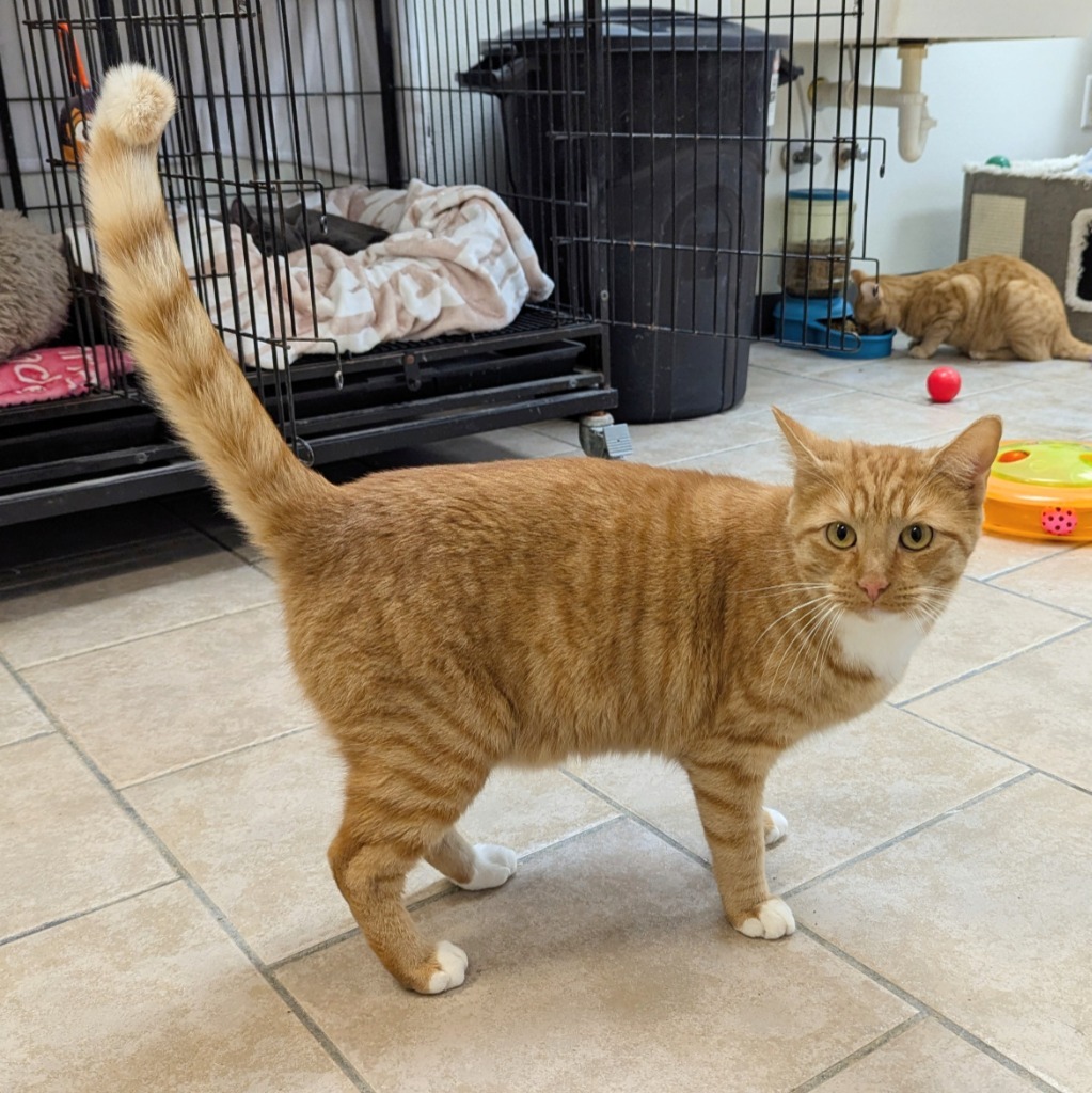 Owl, an adoptable Domestic Short Hair in Laurie, MO, 65038 | Photo Image 1